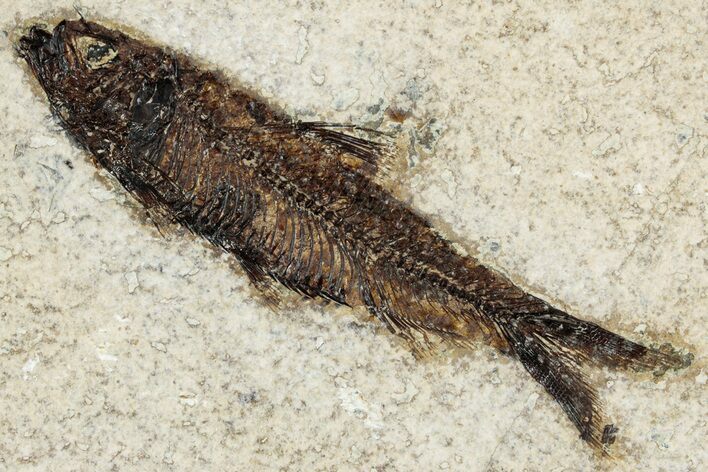 Detailed Fossil Fish (Knightia) - Wyoming #349208